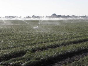 Irrigation pour la culture safran rentable