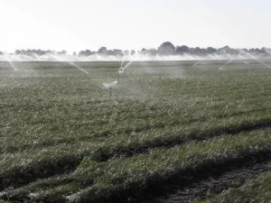 Faire pousser du safran