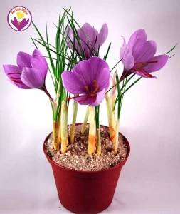 planter du safran en pot