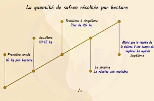 Culture safran rentable ou commercialement en France (2)