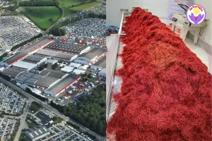 Safran à Rennes - Ana Royal Safran