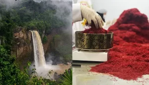 Safran au Cameroun  - Ana Royal safran