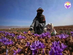 rentabilité culture du safran en france 