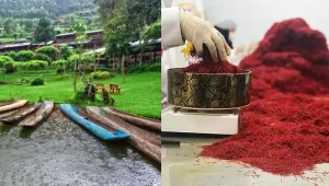 Safran au Congo