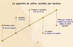 rendement safran au m2
