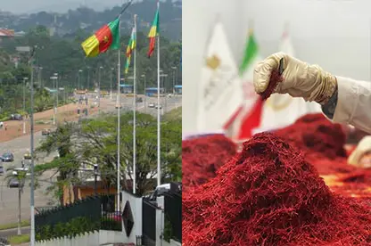 le safran au cameroun 