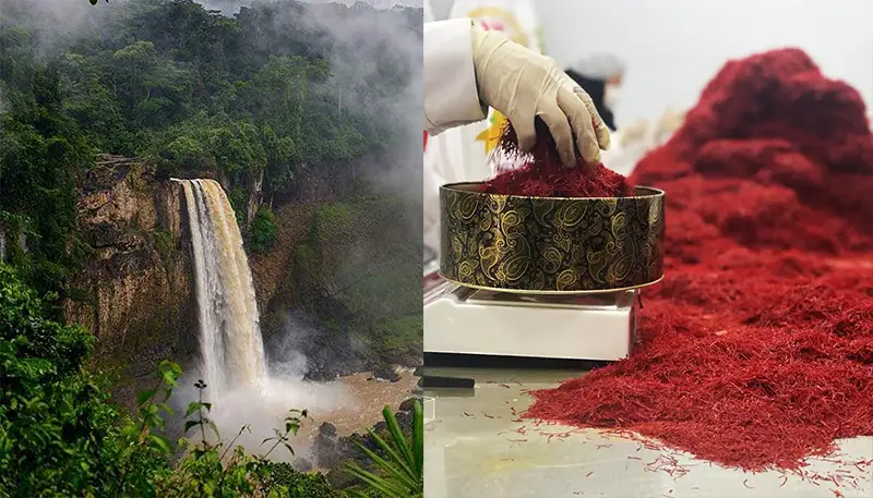 ou acheter du safran au cameroun 